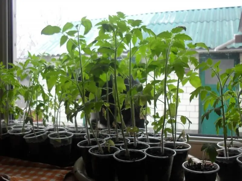 Wat Te Doen Als Tomatenzaailingen Uitgestrekt Zijn En Hoe De Planten Moeten Worden Gevoed Zodat Dit Niet Gebeurt