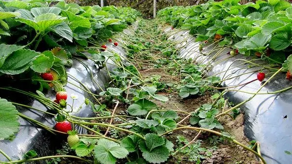 Strawberry bigote