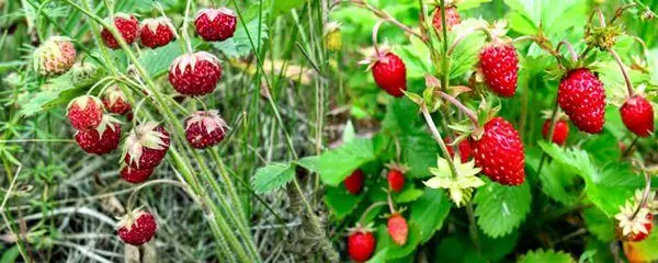 Walderdbeeren und Erdbeeren