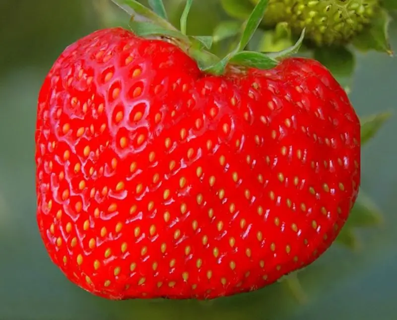 Todo Sobre Las Fresas De Jardín (fresas) Queen Elizabeth: Descripción De La Variedad De Fresa, Siembra, Cuidado Y Otros Aspectos + Foto