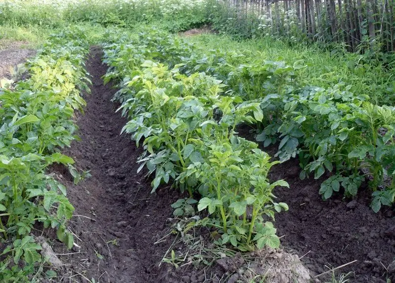 Hva Du Skal Plante Etter Poteter Det Neste året Og Hva Du Skal Kombinere Planting Med