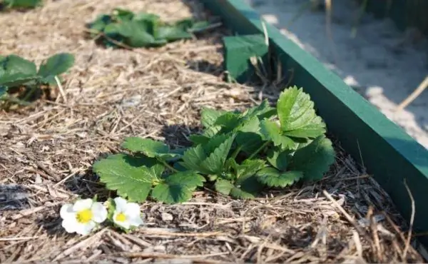 Plantering av jordgubbar