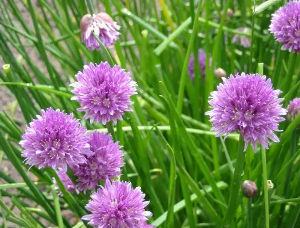 Chives