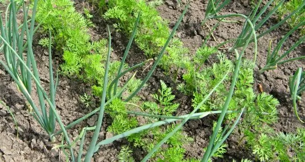 Cebollas y zanahorias en el jardín