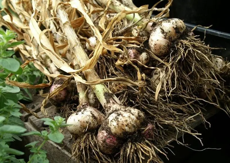 Was Nach Knoblauch Und Zwiebeln Für Das Nächste Jahr Zu Pflanzen Ist Und Womit Man Das Pflanzen Kombinieren Kann