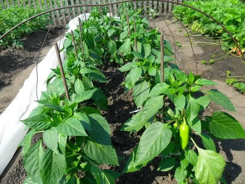 Apa Yang Ditanam Setelah Paprika Dan Tomat Dan Apa Yang Bisa Dikombinasikan Dengannya