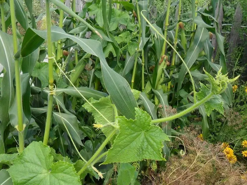 Was Nach Gurken Und Zucchini Für Das Nächste Jahr Zu Pflanzen Ist Und Womit Man Das Pflanzen Kombinieren Kann