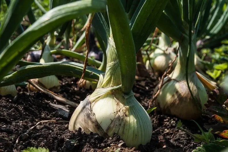 Cara Memberi Makan Bawang Sehingga Besar: Baja Organik Dan Mineral, Ubat Rakyat