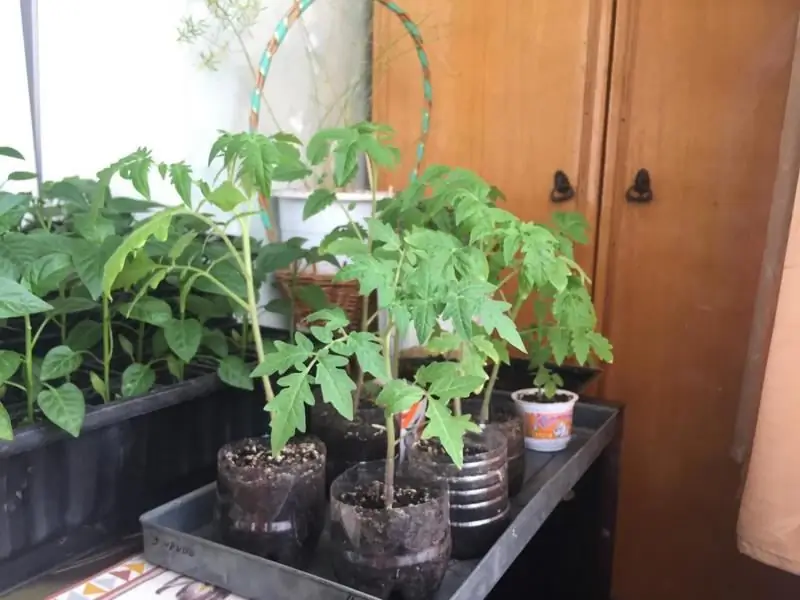 Fertilizantes Para Plántulas De Tomates Y Pimientos: Aderezos De Tienda Y Hogar