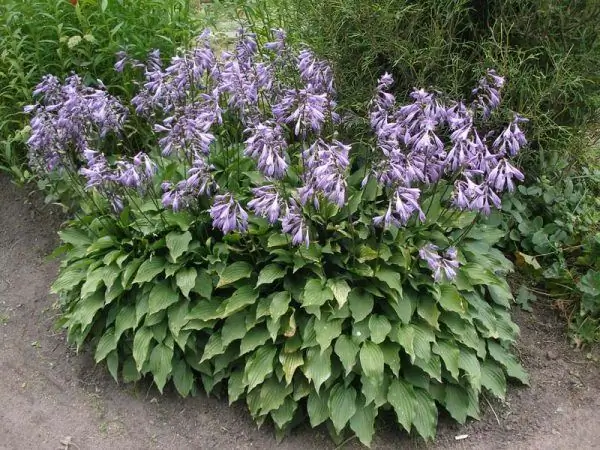 Hosta