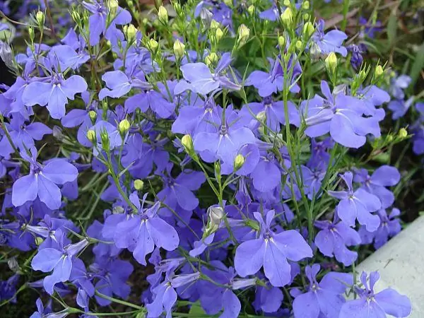 Lobelia