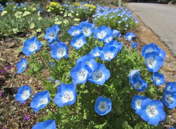 Nemophila