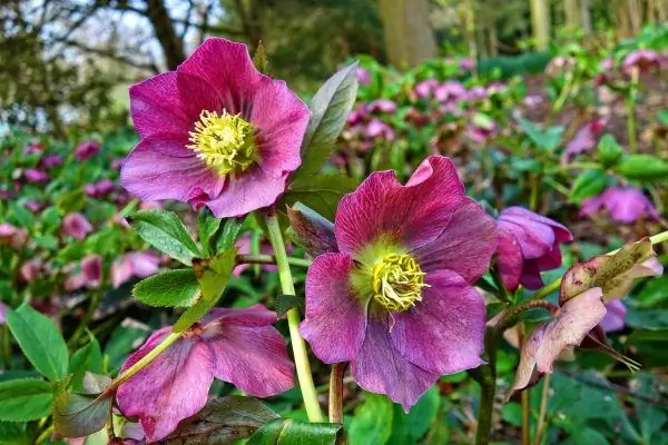 Hellebore