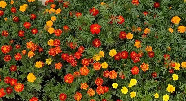 Marigold