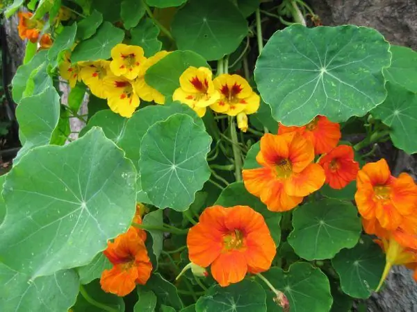 Nasturtium