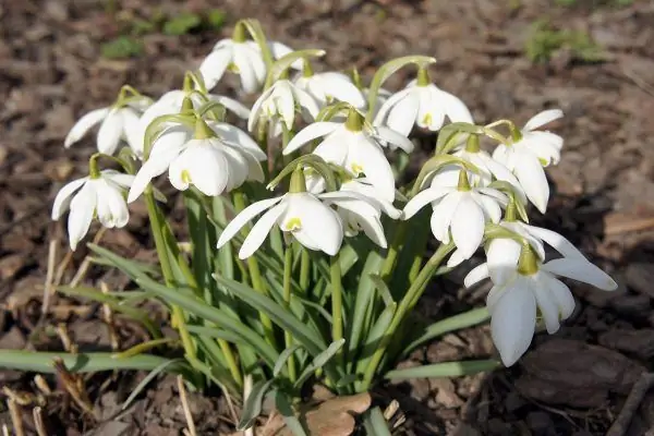 Galanthus