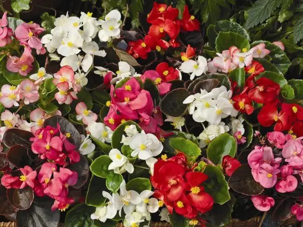 Ever-flowering begonia