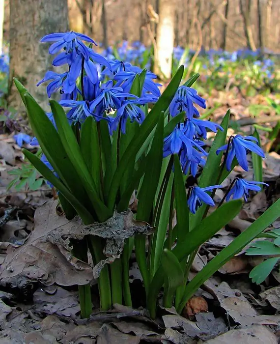 Sibiřská proleska