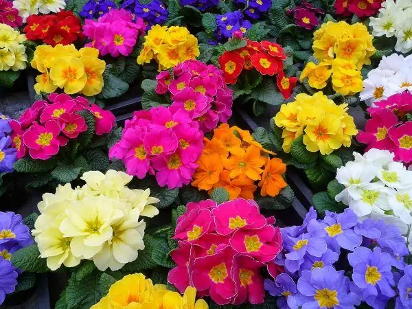 Primroses