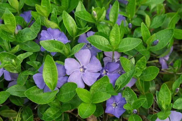 Periwinkle