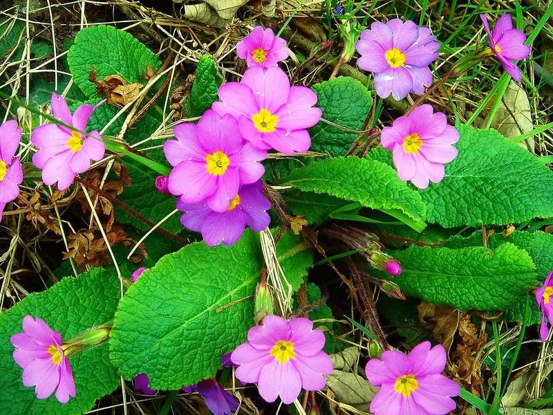 Qué Flores Se Pueden Plantar A La Sombra: Una Descripción General De Las Plantas A Las Que No Les Gusta El Sol, Foto