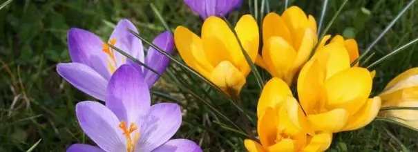 Crocus