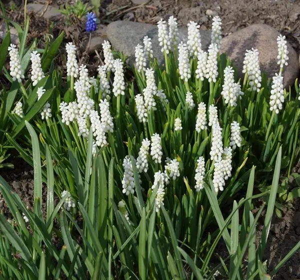 Muscari สีขาว