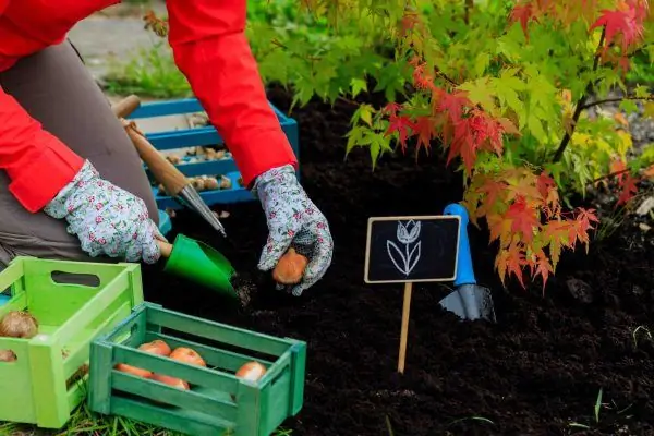 Plantació de tardor de flors bulboses