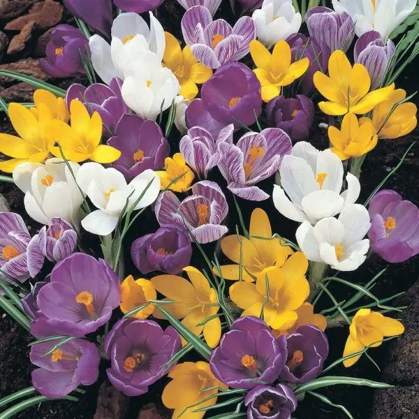 Crocuses