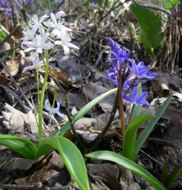 Double-leaved scrub