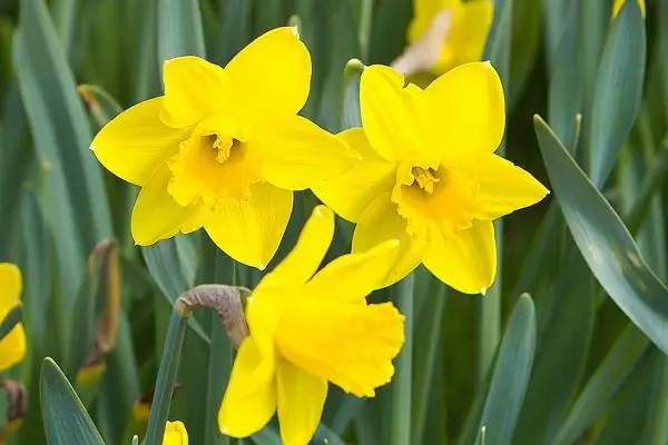 Daffodils σωληνοειδή