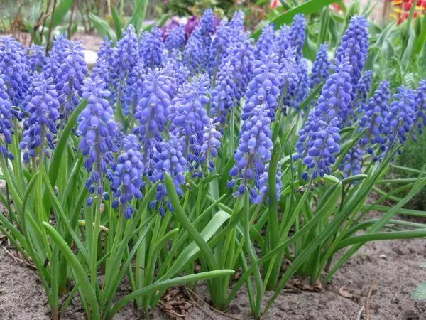 Muscari