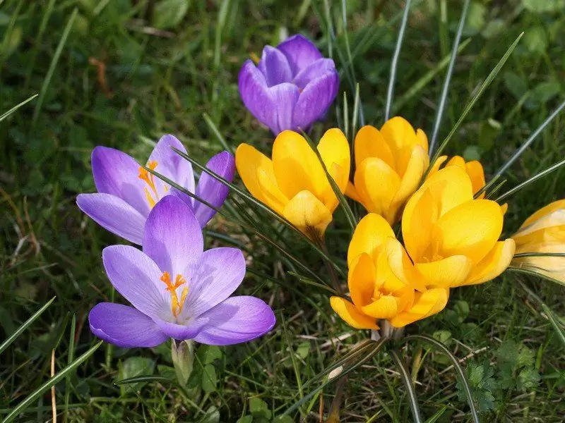 Fiori Di Bulbo Primaverili: Foto E Nomi