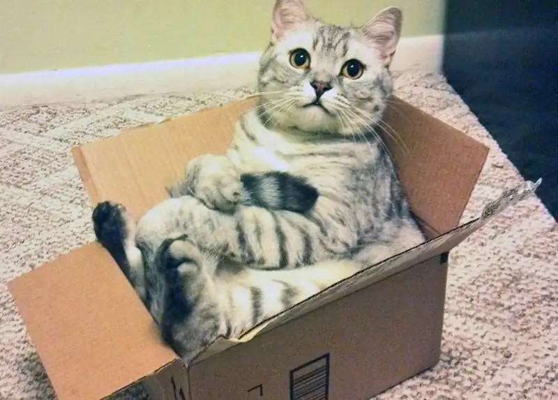 Por Qué Los Gatos Y Los Gatos Aman Las Cajas: Cómo Se Manifiesta, Cuáles Son Las Razones, Daños Y Beneficios De Tal Hábito, Fotos, Videos