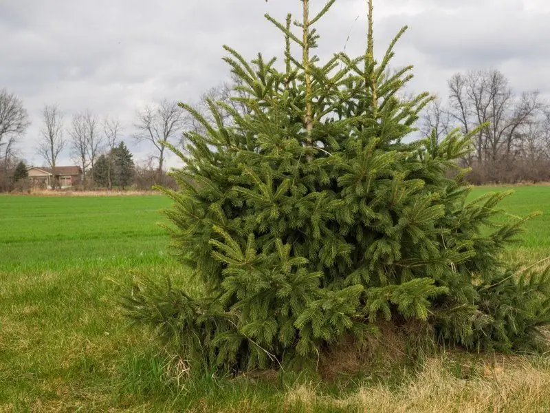 Hvorfor Du Ikke Kan Plante Juletrær På Stedet Og I Nærheten Av Huset: Tegn Og Fakta