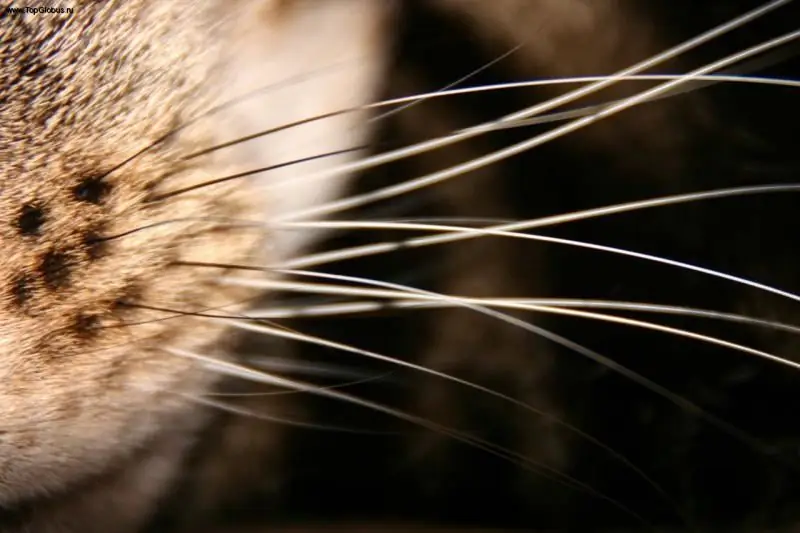 Mga Whisker Sa Pusa At Pusa: Ano Ang Tawag Sa Kanila Nang Tama At Kung Bakit Kinakailangan Ang Mga Ito, Ano Ang Mangyayari Kung Gupitin Mo Sila At Kung Bakit Sila Nahulog O Naging Malutong