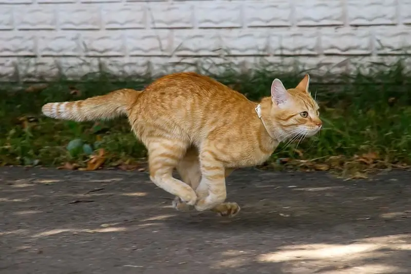 Egy Macska Vagy Egy Macska Eltűnt: Mit Kell Tennie, Hol Kell Keresni Egy állatot, Hogyan Lehet Megtalálni Az Elveszett Cicát, Tippek és Trükkök A Tulajdonosoknak