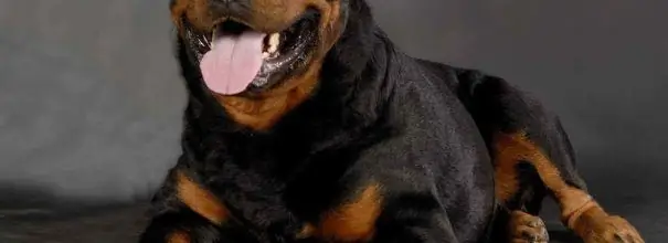 Rottweiler