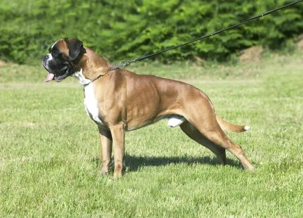 Boxer