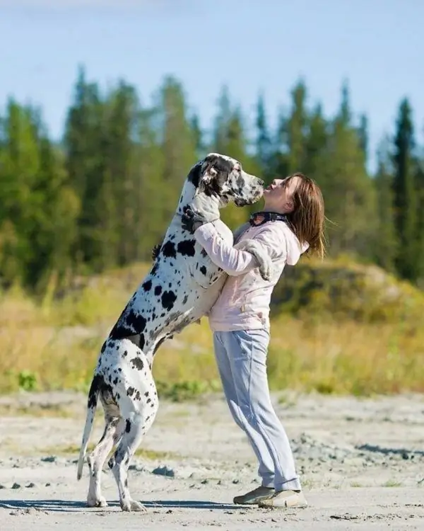 Chien allemand