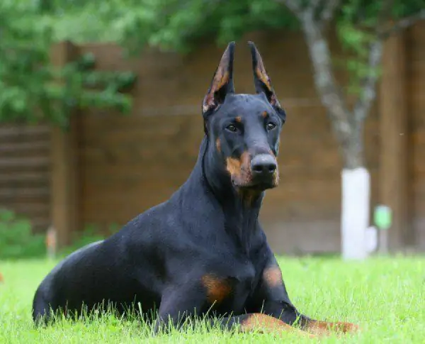 Dobermans