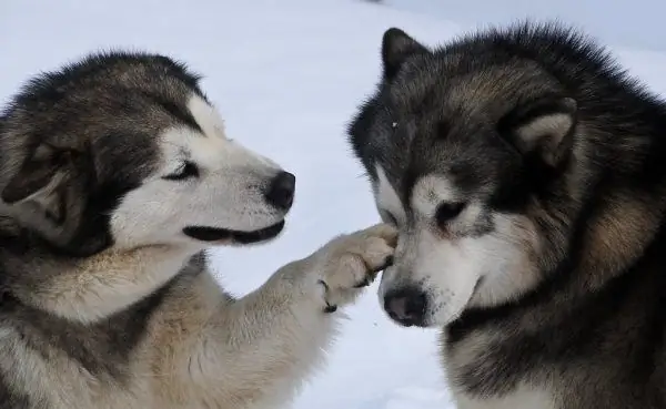 Malamute