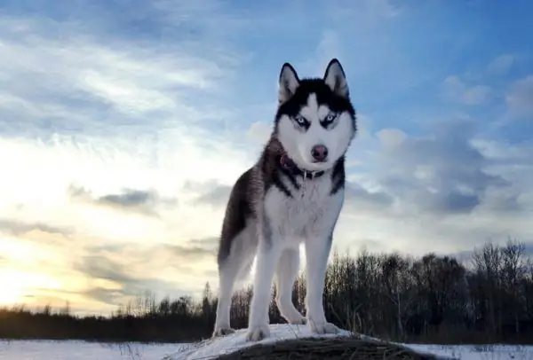 Husky