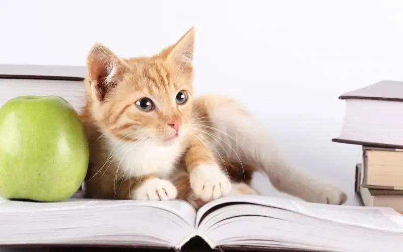 Les Races De Chats Domestiques Les Plus Intelligentes (liste), Caractéristiques Et Critères D'évaluation Des Capacités Intellectuelles D'un Animal, Photo