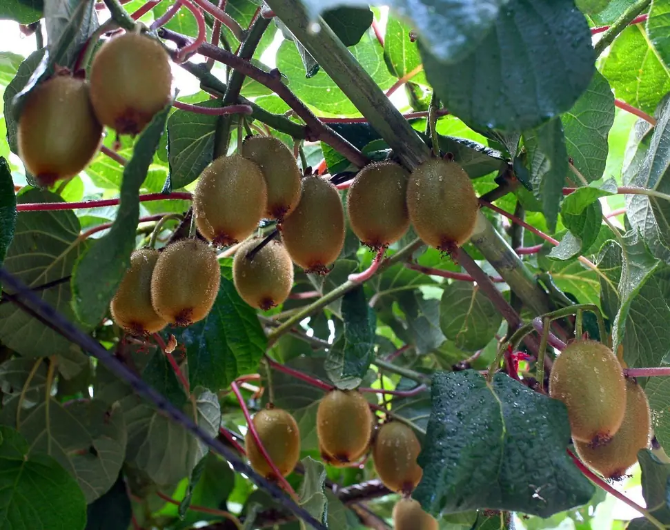 Jinsi Ya Kukuza Kiwi (nyumbani Kutoka Kwa Mbegu, Mbegu, N.k.) + Video Na Picha