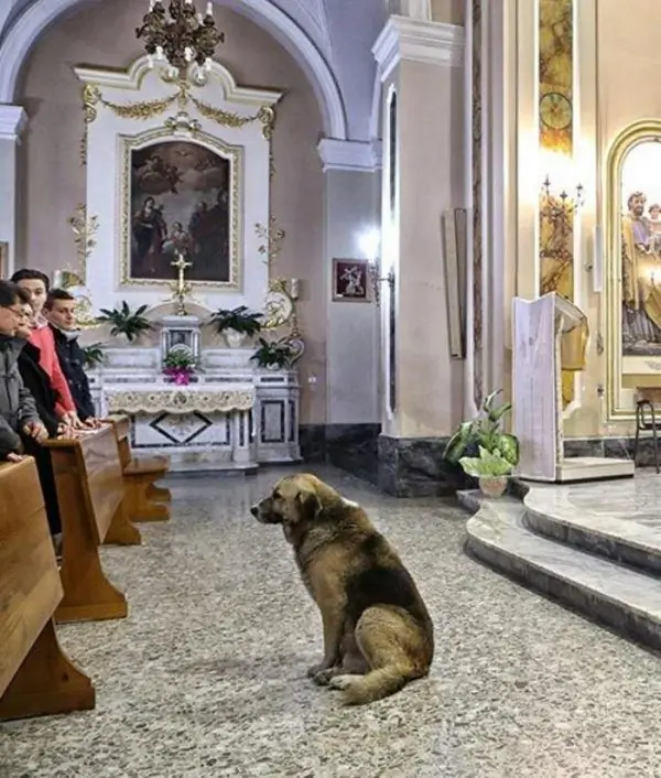 Cachorro na igreja