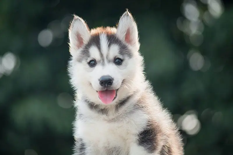 Why Dogs Shouldn't Go To Church