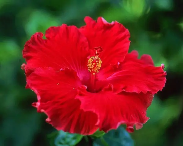 Улаан Hibiscus цэцэг