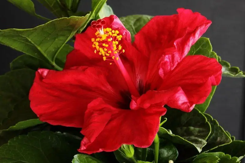 Waarom 'n Chinese Roos Nie Tuis Gehou Kan Word Nie: Tekens En Feite Oor Hibiskus