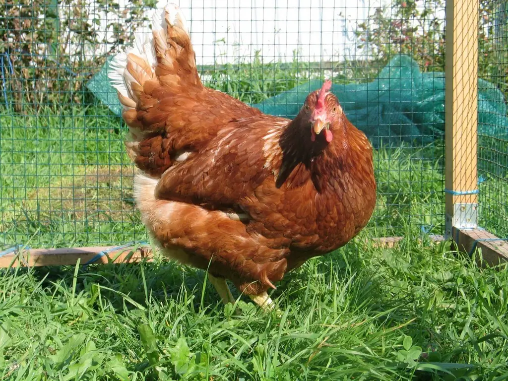 Yayda PM-də Qat Və Broyler Bağçasında Toyuqları Necə Yetişdirmək Olar (haradan Başlayacaqsınız, Cinslər, Müsbət Və Mənfi Cəhətlər Və S.)